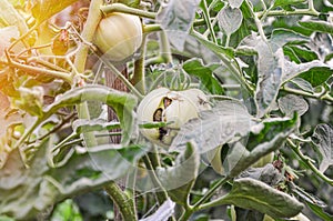 Diseases of tomatoes. Tomato zippering. Thin brown necrotic scars on the fruits. Zipper-like lesion