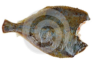 Diseboweled and beheaded fresh raw flatfish isolated on white