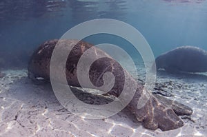 Disfigured manatee resting in shallow water