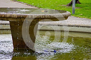 Disfigured Spring Fountain