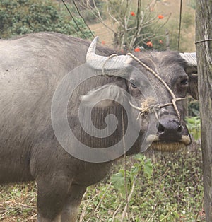 A Disgruntled Buffalo Wrapped With Rope