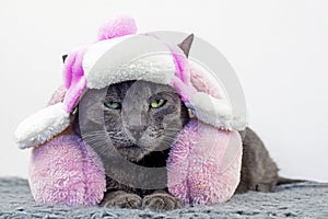 disgruntled burmese cat lies in a cute white cap with earflaps with pink bets and pink headphones and looks