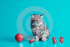 Disgruntled cat with christmas balls on a turquoise background