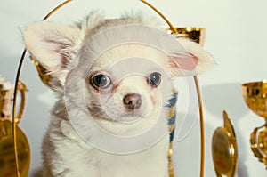 Disgruntled cream chihuahua puppy among cups and awards