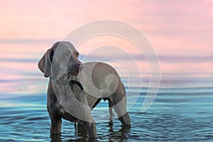 The disgruntled female of the weimaraner breed stands in the water early in the morning.