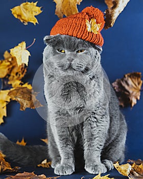 A disgruntled gray Scottish cat sits in a knitted orange hat. Piss off the cat. photo