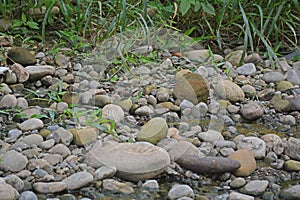 Disguised as rocks, Lonchura punctulata, Lonchura striata and Spermestes cucullata are singing photo