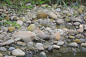 Disguised as rocks, Lonchura punctulata, Lonchura striata and Spermestes cucullata are singing photo