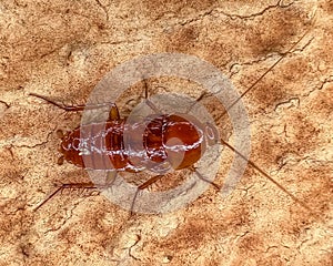 disgusting brown cockroach macro close-up photography