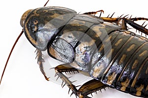 Disgusting closeup brown cockroach