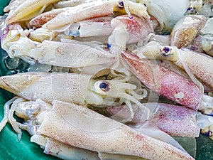 Disgusting Thai seafood like squid Bangrak market Koh Samui Thailand