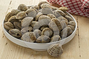 Dish with fresh raw warty venus clams