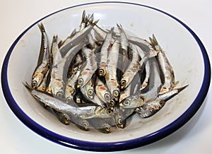 Dish with freshly caught anchovies ready to be fried photo