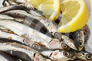 Dish with raw sardines just fished and lemon photo