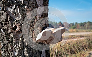 Dish-shaped mushroom growing on the trunk of a Scots pine tree