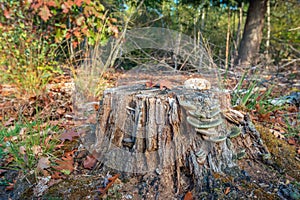 Dish-shaped mushrooms on the bark a sawn Scots pine tree trunk f