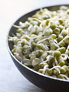 Dish of Sprouting Moong Beans