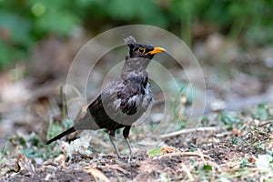 Disheveled blackbird on the ground in the forest
