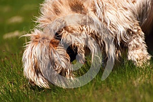 Disheveled dog briard sniffles in grass