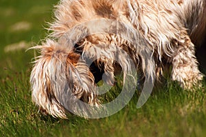 Disheveled dog briard sniffles in grass photo