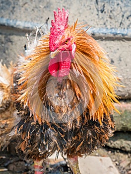 Disheveled fighting rooster