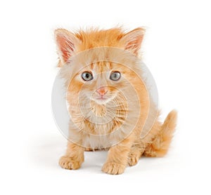 Dishevelled red kitten