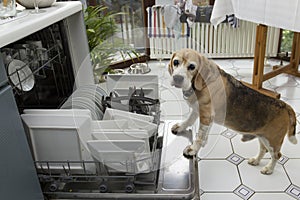 Dishwasher