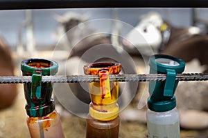 Disinfecting bottles for cow`s udder after milking photo