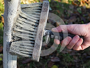 Disinfecting tree trunks. Liming of trunks