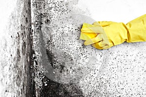 Disinfection of Aspergillus fungus. A hand in a yellow glove removes black mold from the wall in the apartment with a sponge. Dete