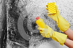 Disinfection of Aspergillus fungus. A hand in a yellow glove removes black mold from the wall in the apartment with a sponge. Dete