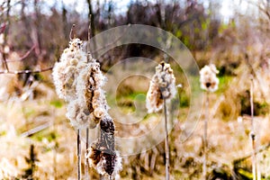 Disintegrating Bulrush Flower in beautiful British Columbia, Canada