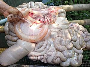 disintegrating cow gut that is being cleansed photo
