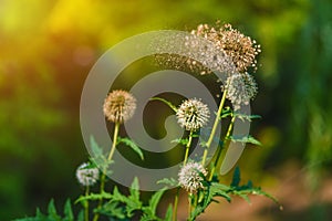 Disintegrating flower on green background