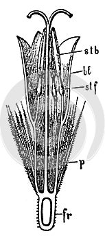 Disk-floret of the Senecio Longitudinal Section vintage illustration