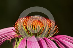 Disk flowers of Echinacea looking like candles.