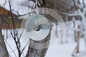 A disk for repelling birds on a tree in winter