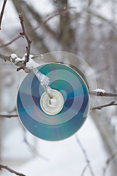 A disk for repelling birds on a tree in winter