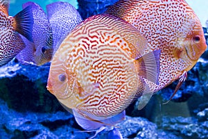 Diskus exotic fish aquarium animal exotic color