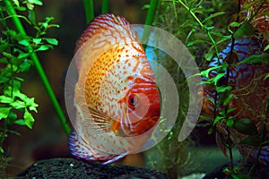 Diskus fish