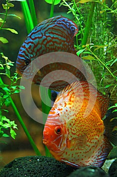 Diskus fish