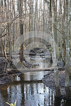 Dismal Swamp