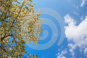 Dismissed white flowers of a blossoming apple-tree