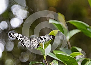 Disna Nishanthini Mahagamage Butterfly