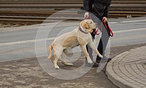 Disobedient dog - canine education