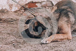 Disobedient dog on a leash. A scared dog lies on the ground. Dog training, the dog does not obey the owner.