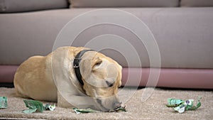 Disobedient labrador dog chewing euro banknotes, lying on floor, pet misbehavior