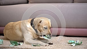 Disobedient labrador dog chewing euro banknotes, lying on floor, pet misbehavior