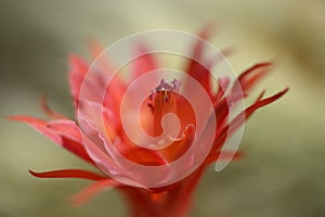 Disocactus red flower detail