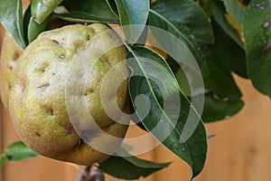 Disordered pear hanging from a pear tree